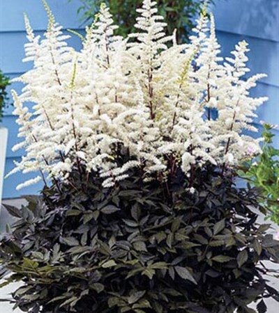 False Spirea Cappuccino
